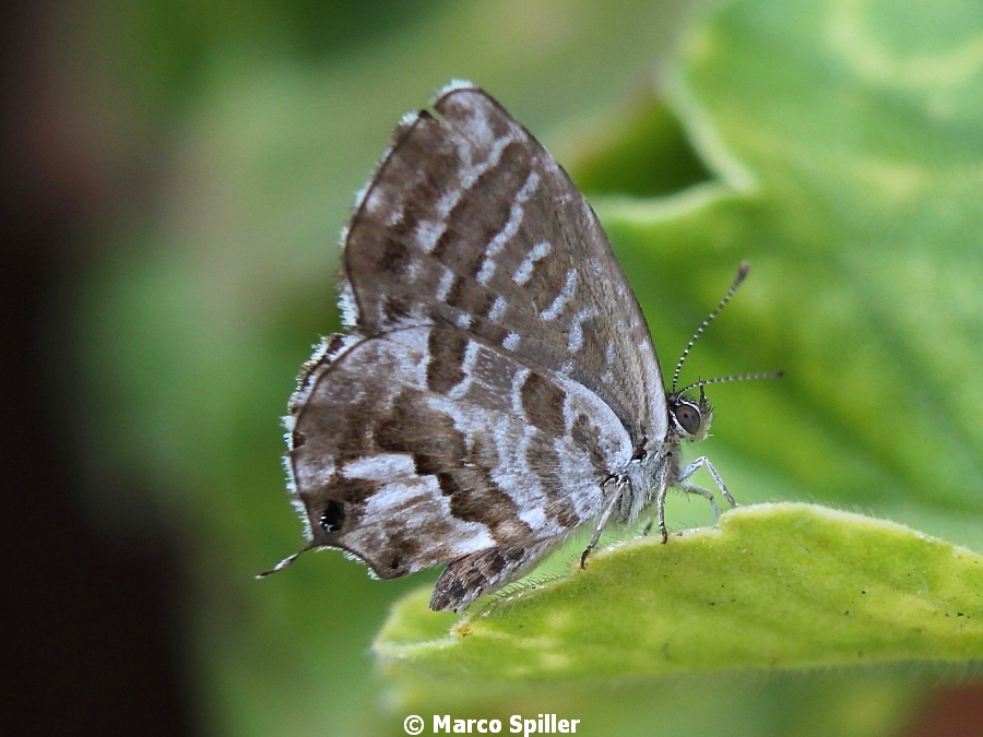 Farfalla da identificare - Cacyreus marshalli